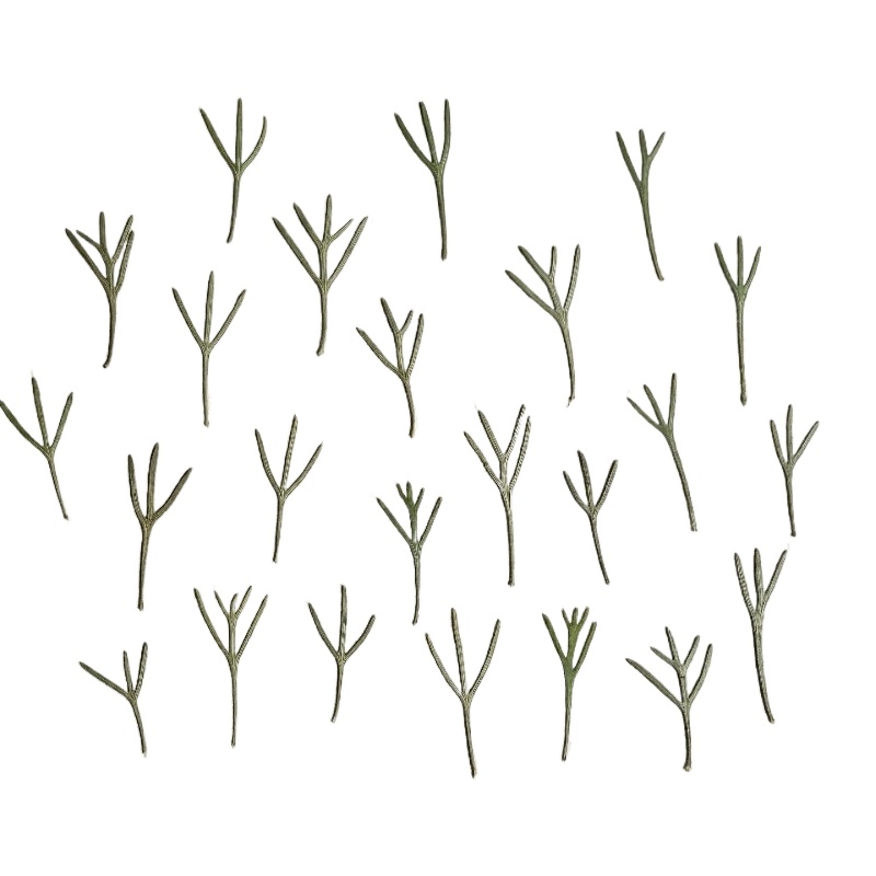 24pcs,Real Pressed Achillea Le - Resin Art Mold review and price